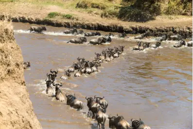 Maasai Mara Great Migration Safari 